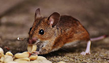 24 Hour & Emergency Exterminators in Crossingville, PA